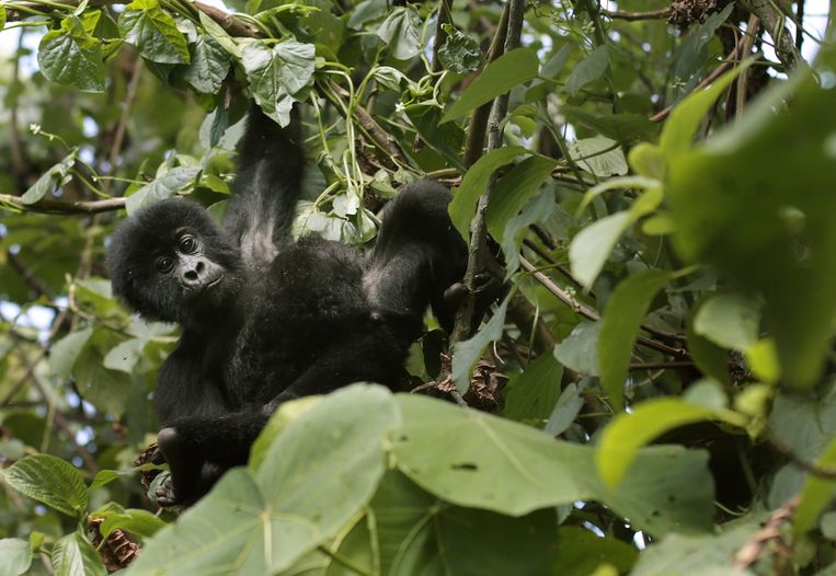 Een babygorilla in de bomen van het Virunga-park. Beeld AP