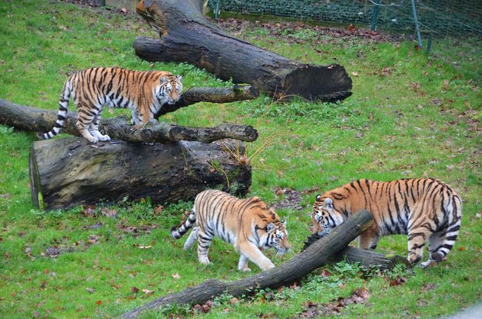De tijgers in Bellewaerde kregen onlangs een vernieuwd binnen- en buitenverblijf