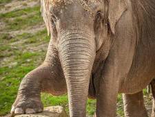 Décès d'une éléphante d'Asie à Planckendael
