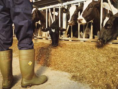 Nijmeegse milieuclubs boeken ‘enorme overwinning voor natuur’, gevolgen voor boeren groot