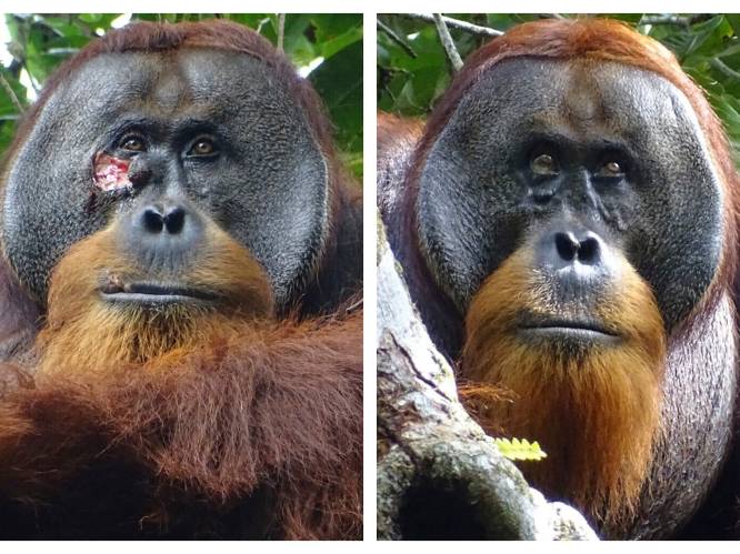 Orang-oetan heelt zelf zijn wond met bladeren van geneeskrachtige plant