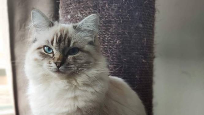 Groningse poes Yosje teruggevonden in Almelo en door chip nu weer terug bij baasje