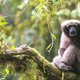 Nieuwe 'Skywalker'-gibbon ontdekt