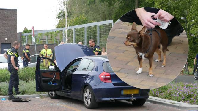 Hondje uit rokende auto gered in Nijmegen: omstanders slaan autoruiten in