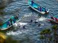 Japan opnieuw gestart met jaarlijkse dolfijnenjacht