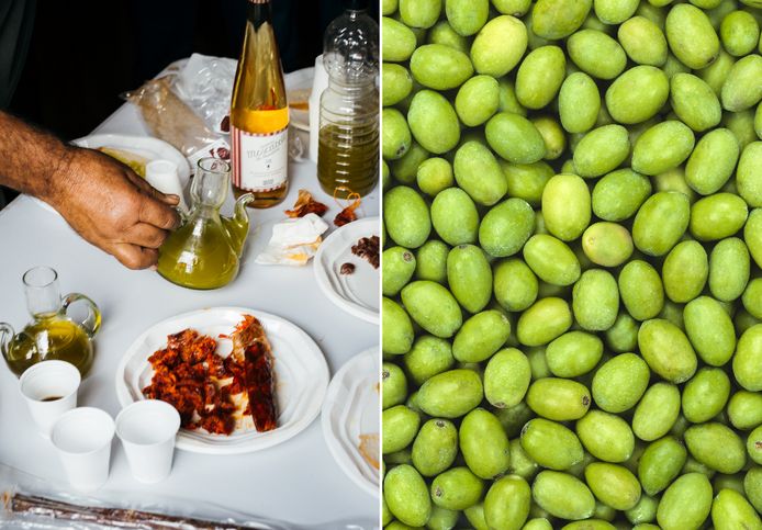 Van olijven tot olijfolie: 3 Vlaamse olijfboeren vertellen hoe je kwalitatieve olijfolie herkent