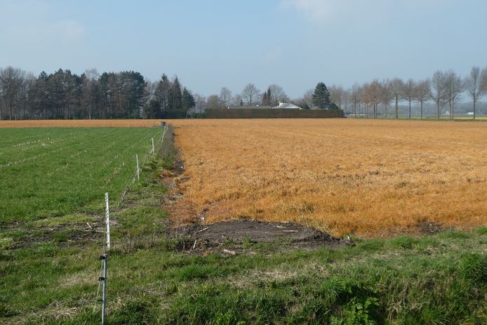 Velden vlakbij de Vliegveldweg in Schijndel worden weer geel. Een teken dat er roundup is gebruikt.