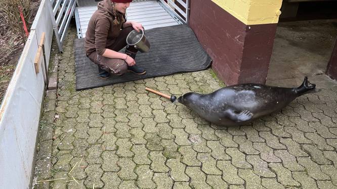 Zeehonden vertrekken uit Tiergarten Kleef: medewerkers in tranen