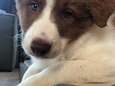 Pup Bodie is al twee weken vermist, wildvreemden zoeken mee: ‘Hartverwarmend hoe iedereen helpt’