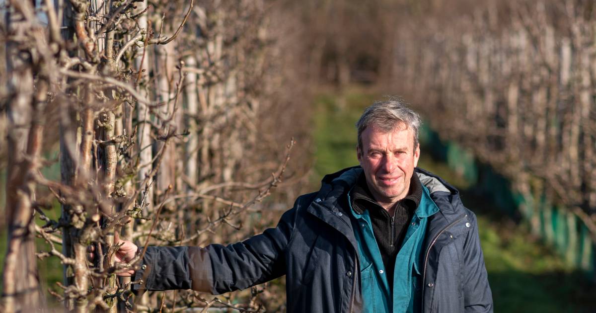 Fruitteler Herman Florissen vergelijkt geen appels met peren