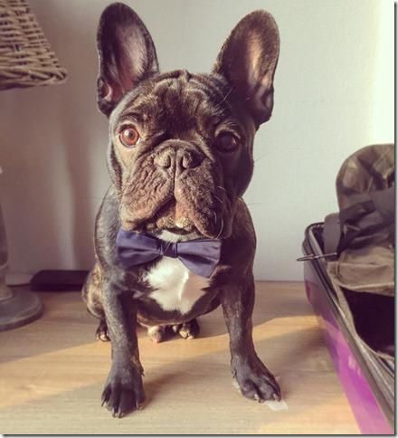 Een foto van Scotch. Onderaan de flyer die Marina verspreid heeft.