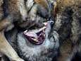 Wolf gedijt goed in Duitsland