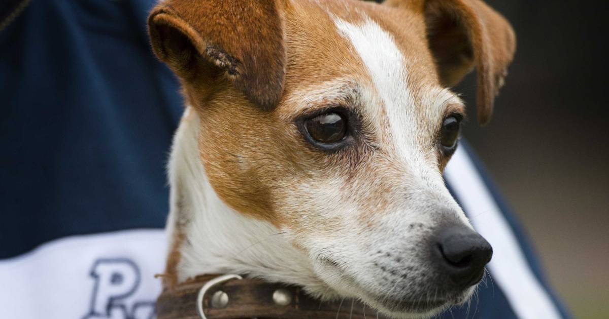 Jack Russel spoorloos na ongeval met scootmobiel in Apeldoorn.