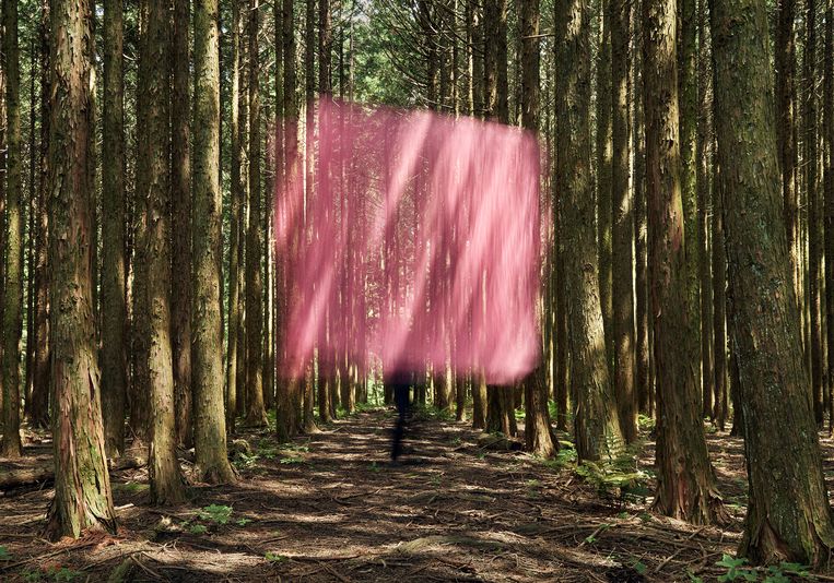 Landscape with a Rose Pink Curtain in the Woods  Beeld Beeld Yoshiki Hase/KANA KAWANISHI GALLERY