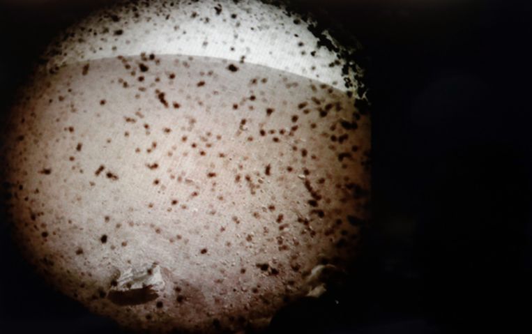 Een foto van Mars verstuurd door de Marssonde  InSight, die maandagavond op de planeet geland is. Beeld AP