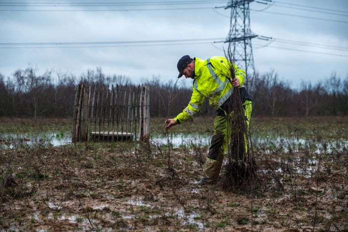 Een plantactie in het Berrenheibos in Schelle.