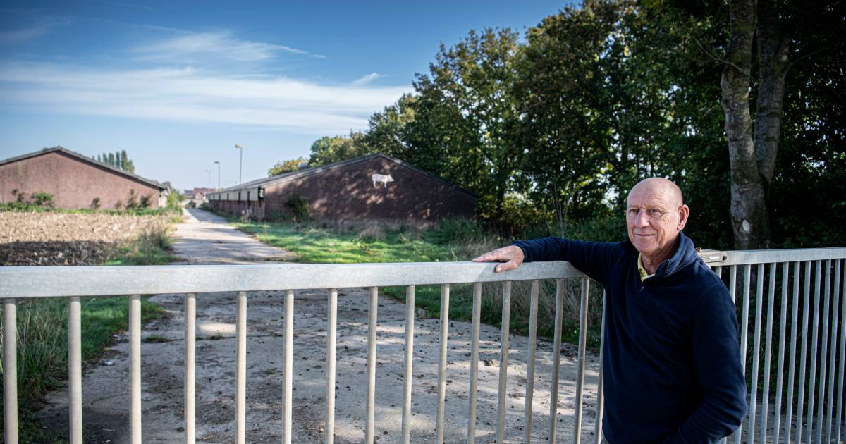 'Megastallen' voor 3600 mestkalveren schokken Maasbommel | West Maas en Waal | gelderlander.nl - De 