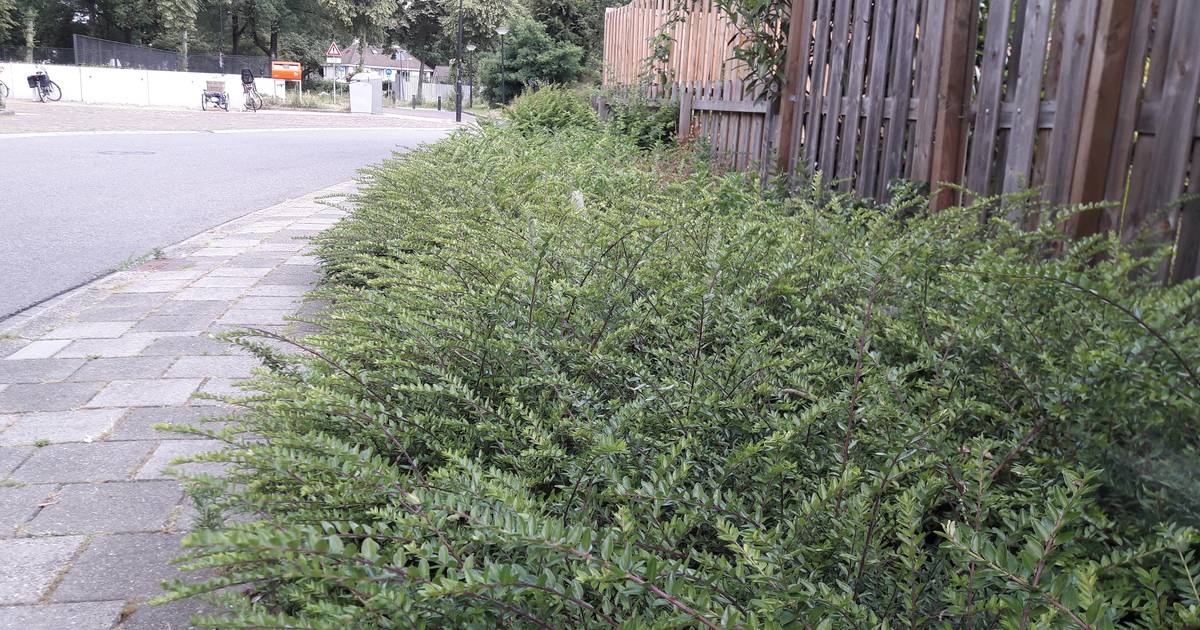 Oude IJsselstreek bindt de strijd aan met illegaal gebruik grond - De Gelderlander