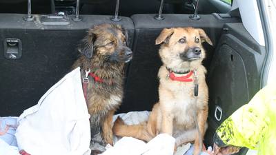 Omstander schiet verdrinkende hond te hulp in Herpen, brandweerwagen rijdt zich vast in de modder