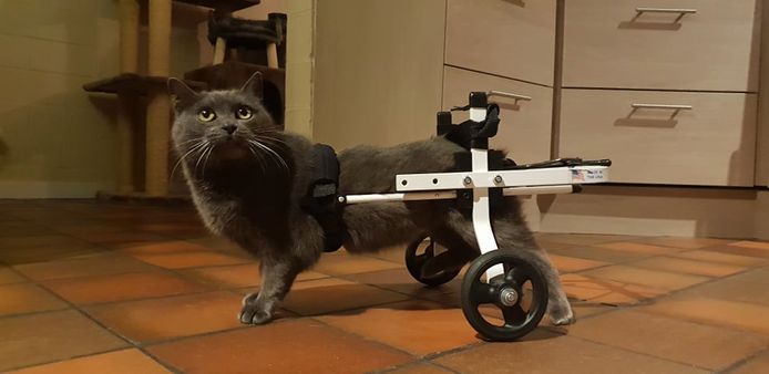 Marie-Lou kan zich opnieuw zelfstandig verplaatsen dankzij een rolstoel, nadat tal van mensen een bedrag schonken aan Wendy van Zwerfkatjes Veurne.