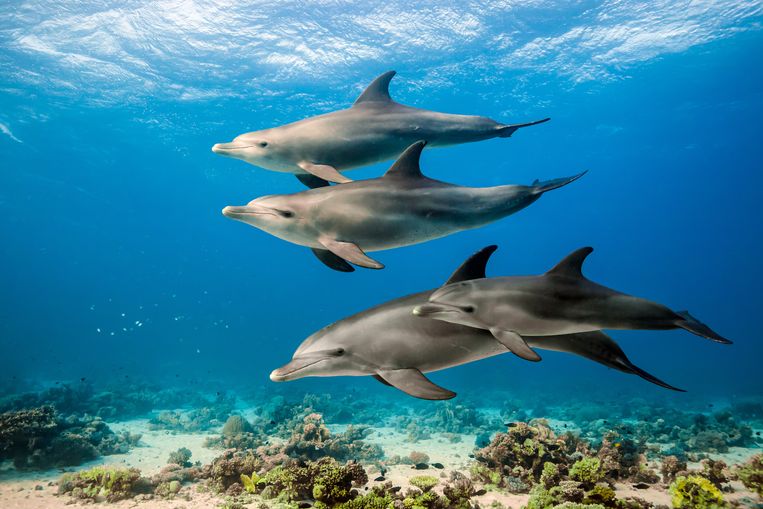 Wanneer zien we een dolfijn zich eens verslikken in de plasticsoep?