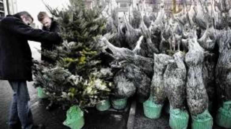 denk goed na voordat je een kerstboom in de tuin plant trouw