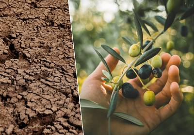 Droogte in Spanje teistert productie van olijfolie en drijft wereldprijzen op: “Het is een catastrofe”