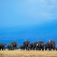 Rode Lijst: beide soorten Afrikaanse olifant bedreigd door stroperij en verdwijning leefgebied