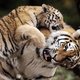 Amerikanen houden meer tijgers als huisdier dan er in het wild zijn
