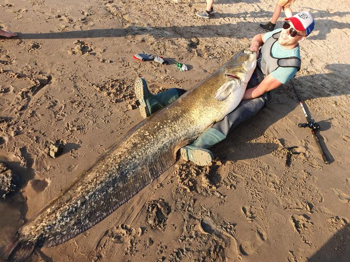 De meerval van 222 centimeter werd in de IJssel gevangen door Niels Kersten en Sido Terpstra.