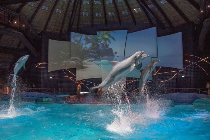 Meerdere verblijven in het Dolfinarium moeten de komende jaren worden vernieuwd. Het bassin in het DolfijndoMijn moet worden verdiept en verruimd en 'zoveel mogelijk een natuurlijke uitstraling hebben, waardoor bezoekers een beeld krijgen van de leefomgeving van de dieren'.