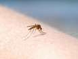 Muggen zijn niet klein te krijgen: ook in november steken ze nog volop