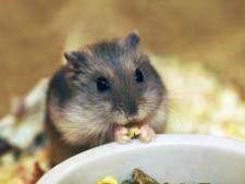 Des tests sur les hamsters à Hong Kong prouvent l'efficacité des masques