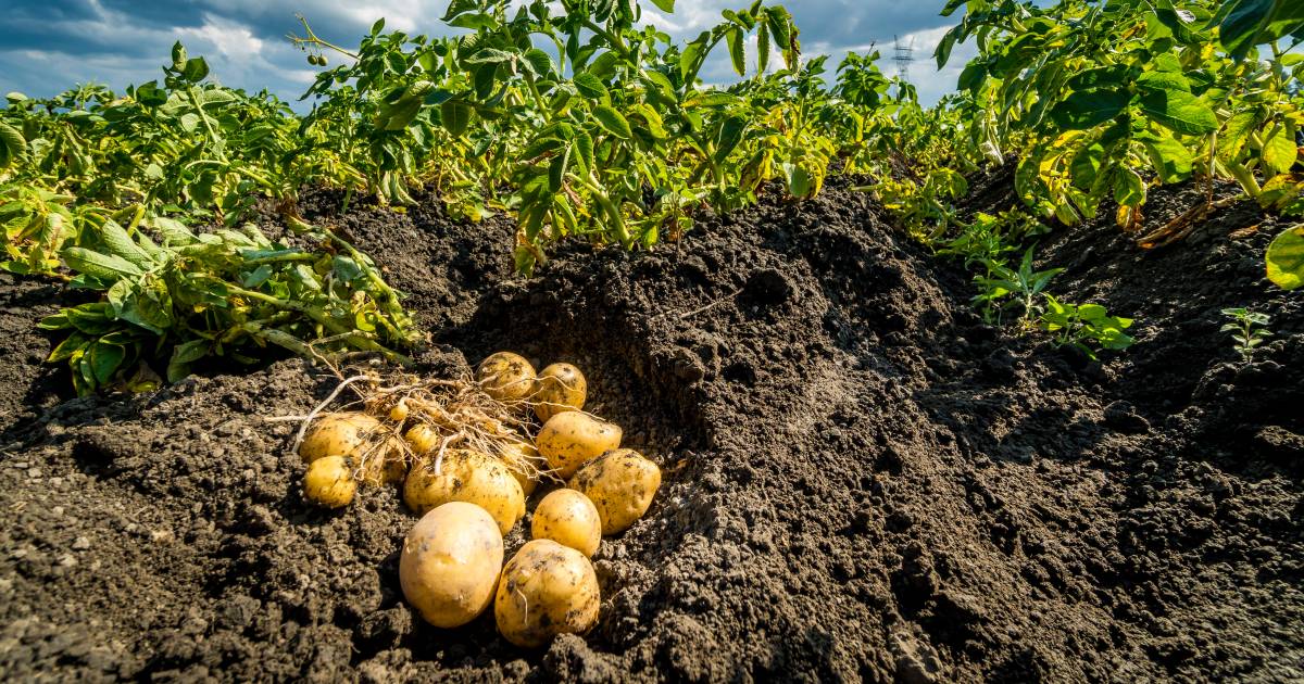 Bedrijf uit Vogelwaarde verdacht van omvangrijke fraude met 250 ton ongekeurde aardappelen