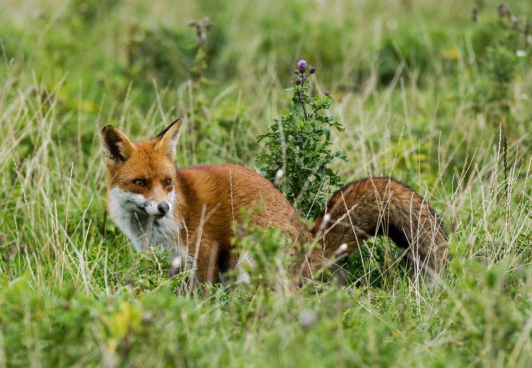Een vos in de Oostvaardersplassen. Beeld anp