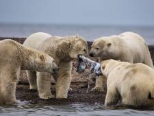 Dorpje in Alaska overspoeld met hongerige ijsberen én toeristen