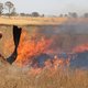 Brandweerman gewond bij bosbranden Australië