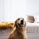 Zo voelt jouw hond zich minder eenzaam als hij alleen thuis is