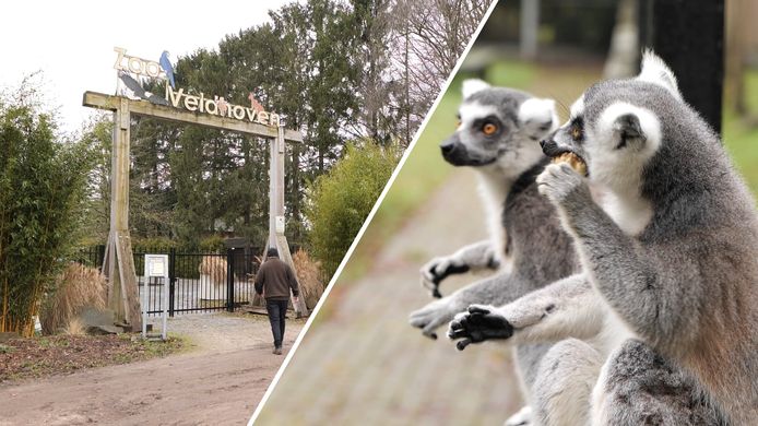 Elastisch ginder media Te koop: het complete dierenpark Zoo Veldhoven, inclusief bewoners |  Brabant | bndestem.nl