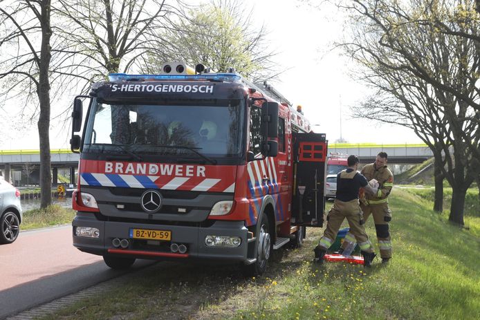 Omstanders redden ree uit Zuid-Willemsvaart in Den Bosch.