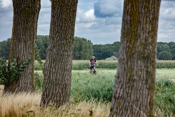 Hoogerheide - 4-8-2017 - Foto: Marcel Otterspeer / Pix4Profs - Het is heerlijk fietsweer, zeker achter de bomen aan de Langeweg die de harde wind van vandaag voor deze fietser afdempen.