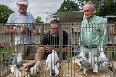 Slechtvalk verorbert duif tijdens vogelmarkt Liempde: ‘Tja, die zie ik niet meer terug’