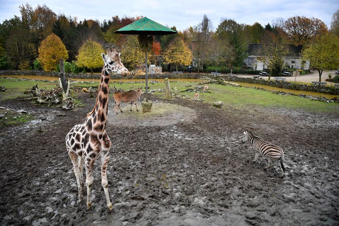 De ‘Olmense Zoo’ in België moest in oktober wegens dierenkwelling sluiten. Na wat aanpassingen is de dierentuin dit weekeinde weer geopend. De dierenweide ziet er nog even troosteloos uit als daarvoor. De nieuwe directeur blijkt ook niet onomstreden. Foto Yorick Jansens