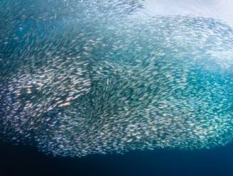 Sardines worden door klimaatverandering almaar kleiner