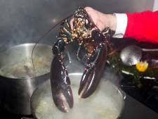 'Levend koken van kreeft moet afgelopen zijn'