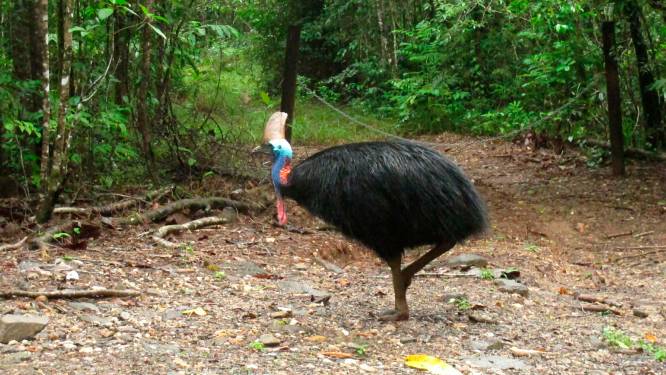 Aboriginals krijgen Daintree-regenwoud terug van Australische overheid