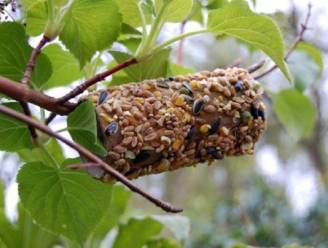 7 manieren om wc-rollen te recycleren