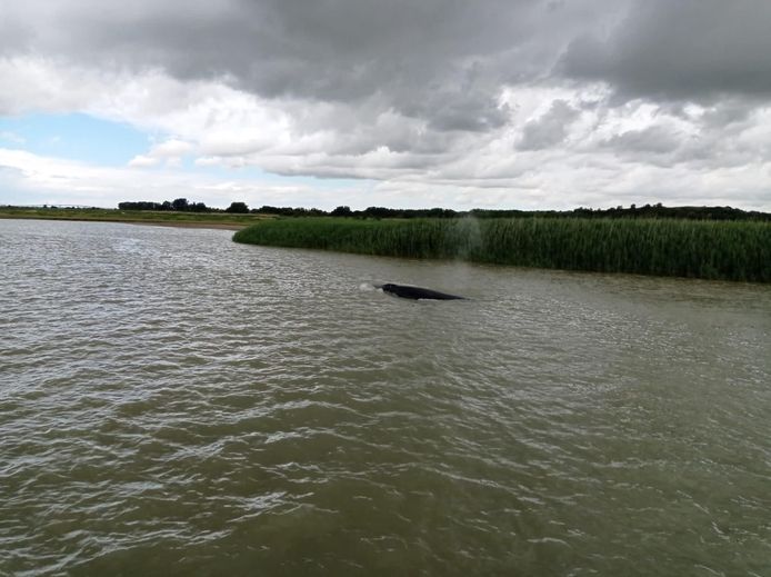 Na de orka die vorige maand werd gespot, is er deze keer een walvis waargenomen in de Franse Seine.