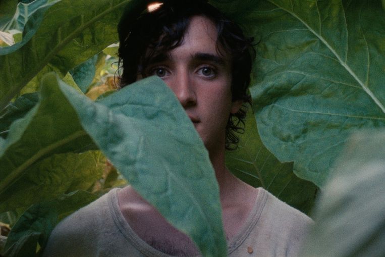 'Lazzaro Felice' is een ode aan goedheid en onschuld in een wereld vol slechtheid - Trouw