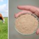 Deze ‘eiwitclub’ wil van Vlaanderen microbenmekka maken: ‘Op termijn kaas uit gras maken, zonder koe’